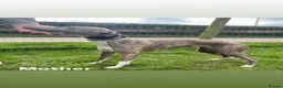 Whippet dogs for sale: 8 KC registered whippet pups - Advert 4