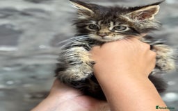 Maine Coon cats for sale: Gorgeous Black Tabby Mainecoon Kitten  - Image 9