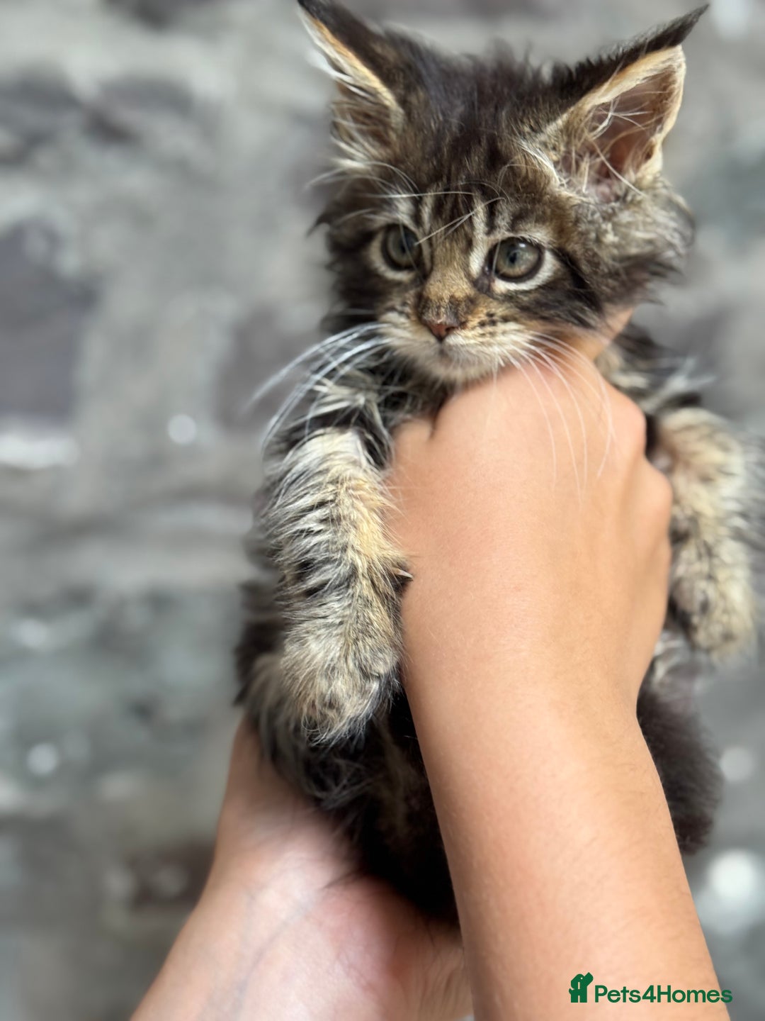 Maine Coon cats for sale: Gorgeous Black Tabby Mainecoon Kitten  - Image 9