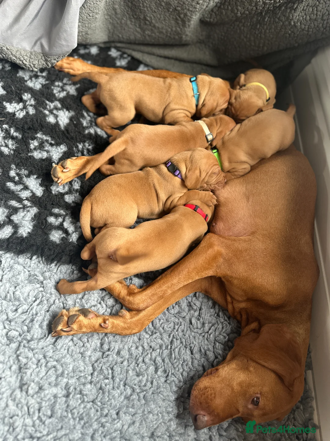 Hungarian Vizsla dogs for sale: Exceptional Pedigree Hungarian Vizsla Puppies - Advert 2
