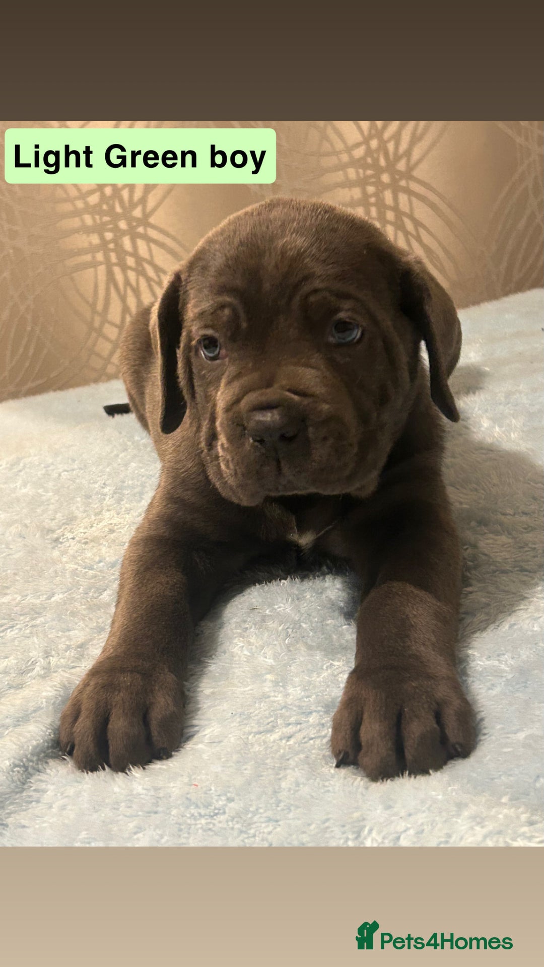 Cane Corso dogs for sale: 🐾 Stunning Cane Corso Puppies Available! 🐾 - Advert 1