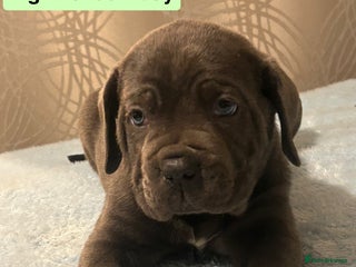 Cane Corso dogs 🐾 Stunning Cane Corso Puppies Available! 🐾 - Advert 2