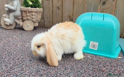 French Lop rabbits for sale: GORGEOUS BABY GIRL ♡ GIANT FRENCH LOP  in Widnes - Image 3