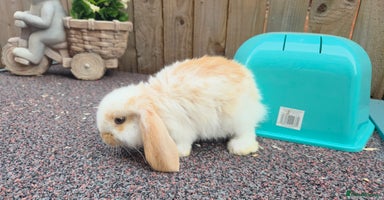 French Lop rabbits in Widnes - Advert 16