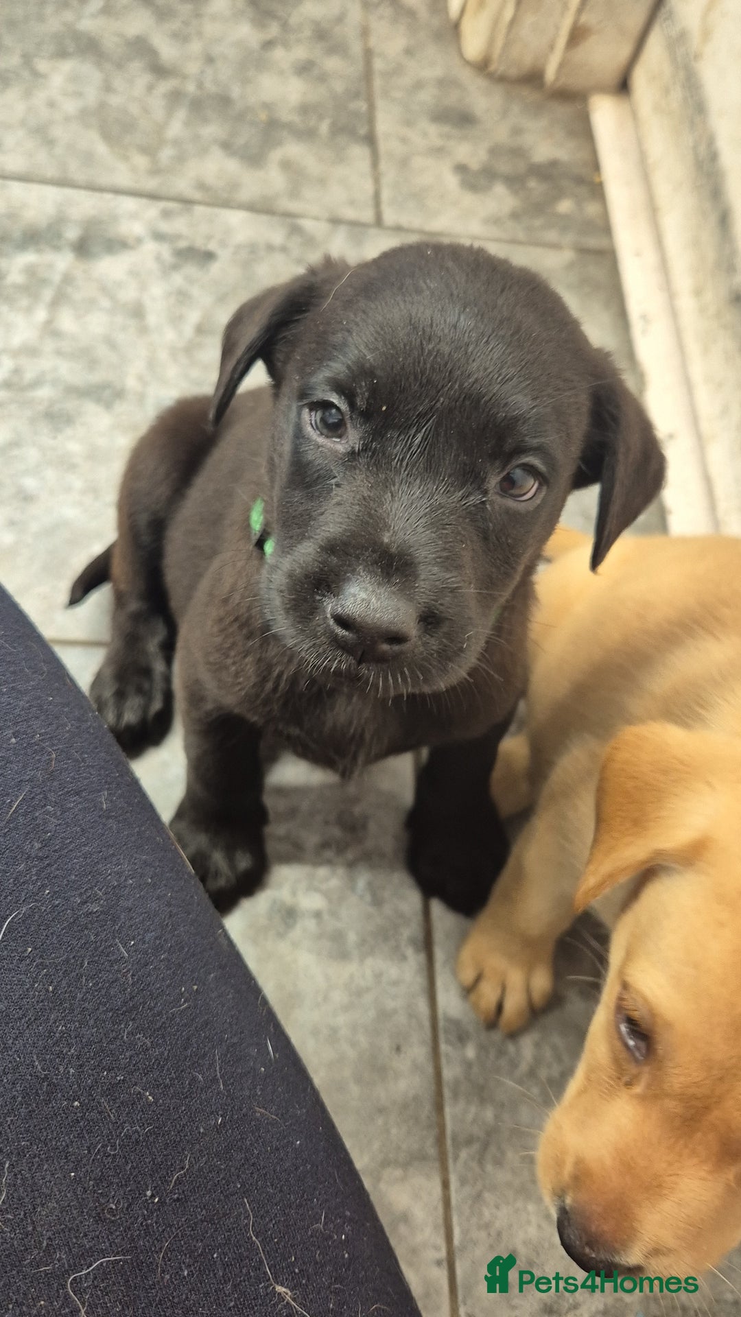 Labrador Retriever dogs for sale: Labrador puppies  - Image 16