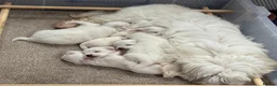 Coton De Tulear dogs for sale: Coton de tulear for sale  - Advert 8