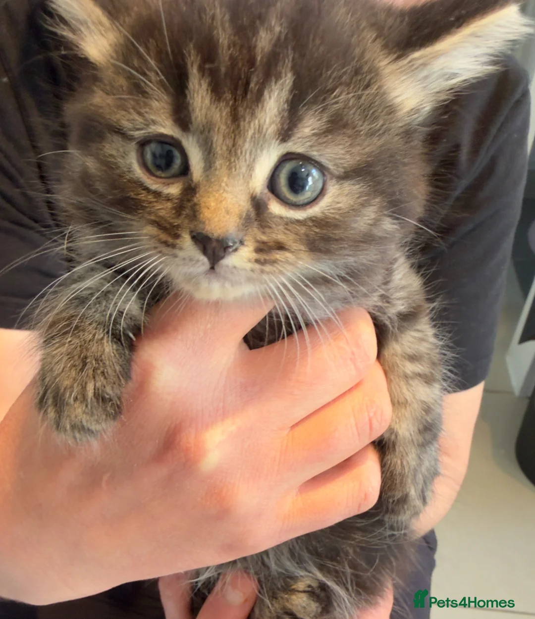 Russian Blue cats for sale: Tabby and Russian Blue mixed kittens in Feltham - Advert 5