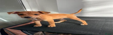 Mixed Breed 1