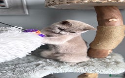 British Shorthair cats for sale: Two female British shorthairs - Image 7