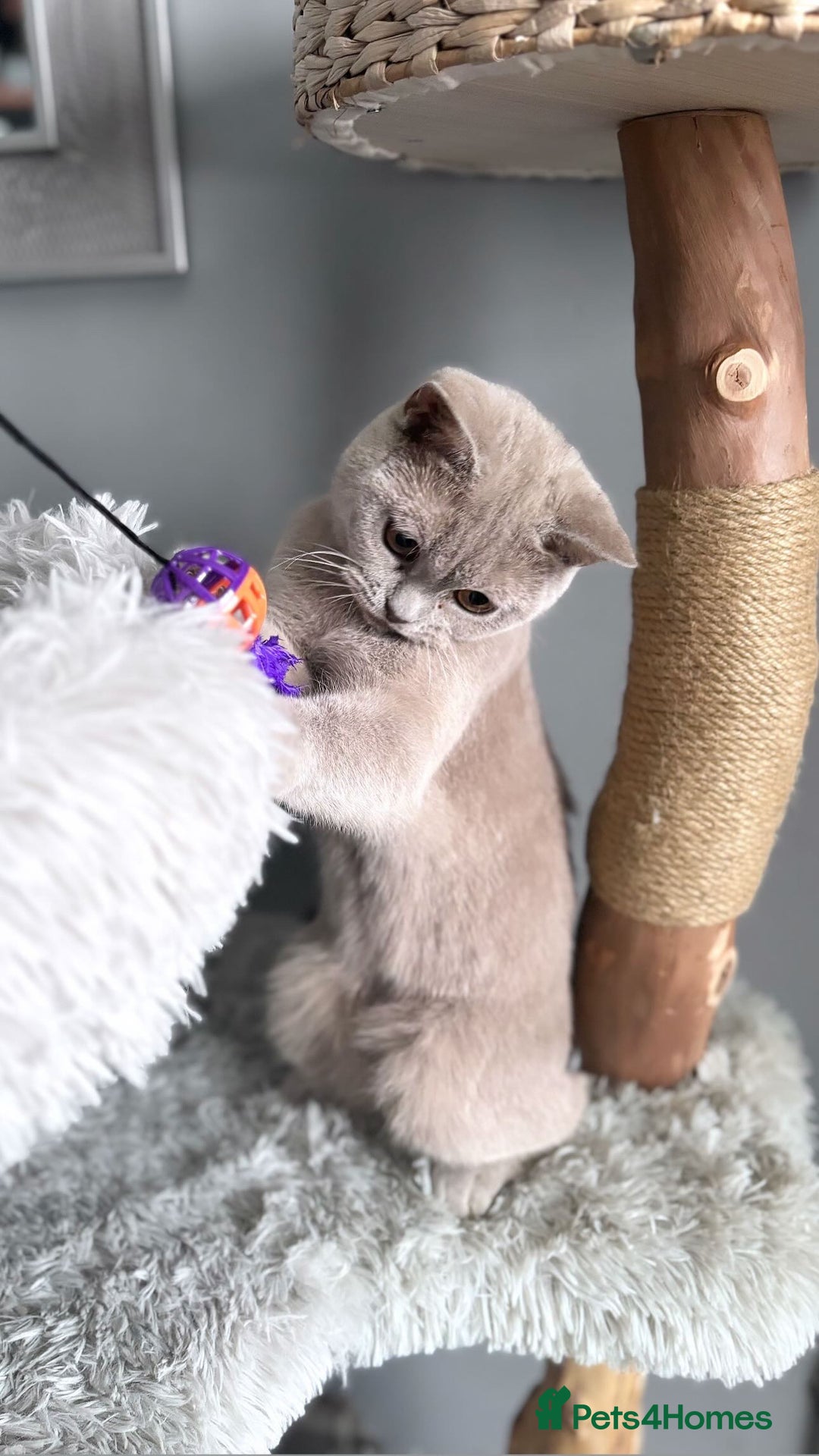 British Shorthair cats for sale: Two female British shorthairs - Image 7