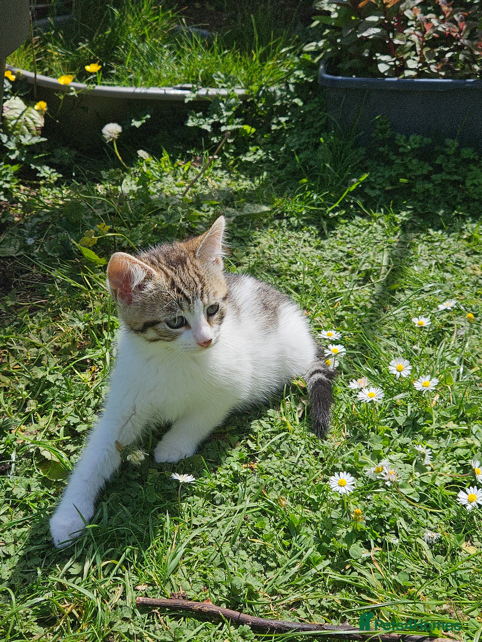 British Shorthair cats Stunning half Main Coon kitten ready for new home - Advert 16