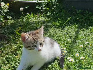 British Shorthair cats Stunning half Main Coon kitten ready for new home - Advert 16