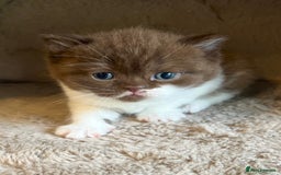 British Shorthair cats for sale: Champion lines bi colour cinnamon kittens  - Image 9