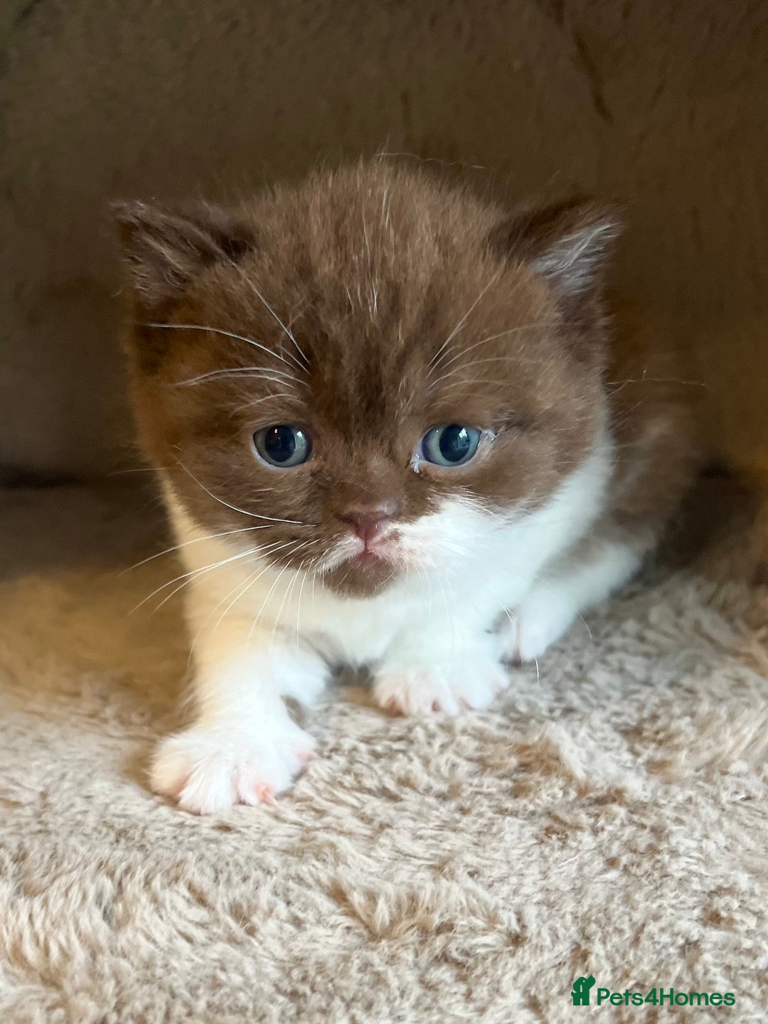 British Shorthair cats for sale: Champion lines bi colour cinnamon kittens  - Image 9