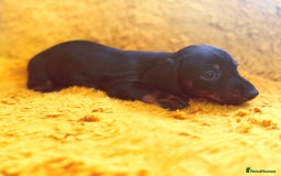 Dachshund dogs for sale: dachshund puppies  - Image 10