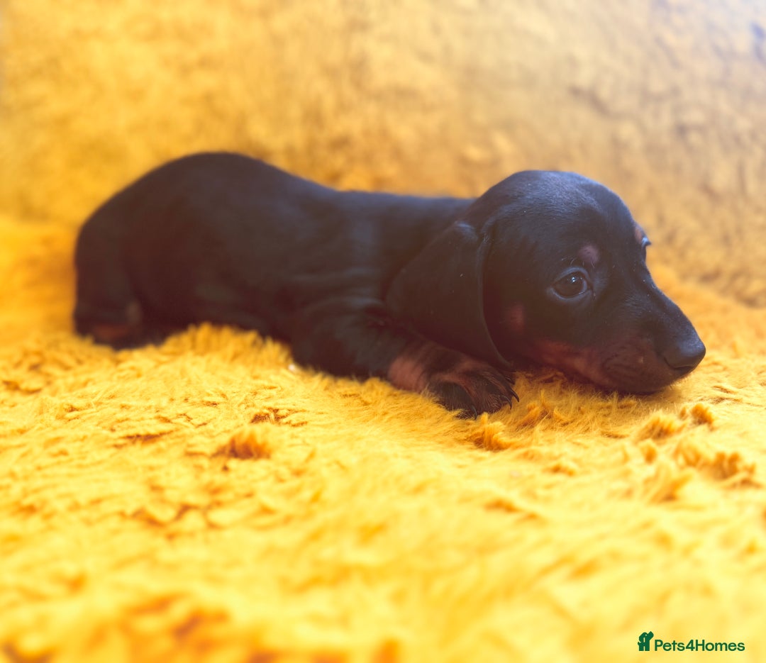Dachshund dogs for sale: dachshund puppies  - Image 10