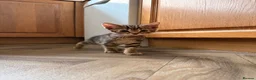 Mixed Breed cats for sale: 2 beautiful kittens left - Advert 5