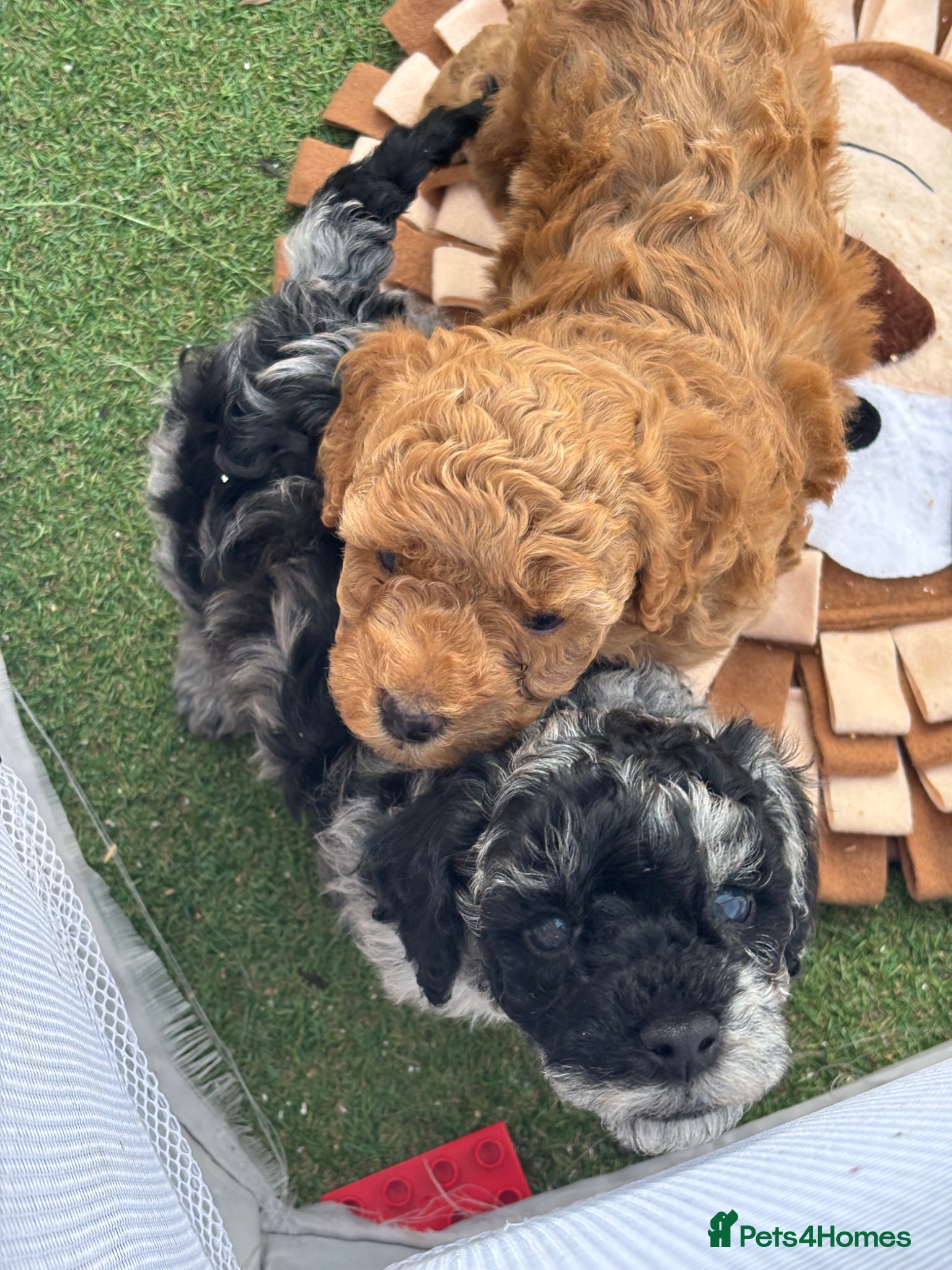 Cavapoo dogs Cavapoo - Advert 5