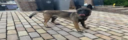 Belgian Shepherd Dog dogs for stud: The one and only Rex in London - Advert 10