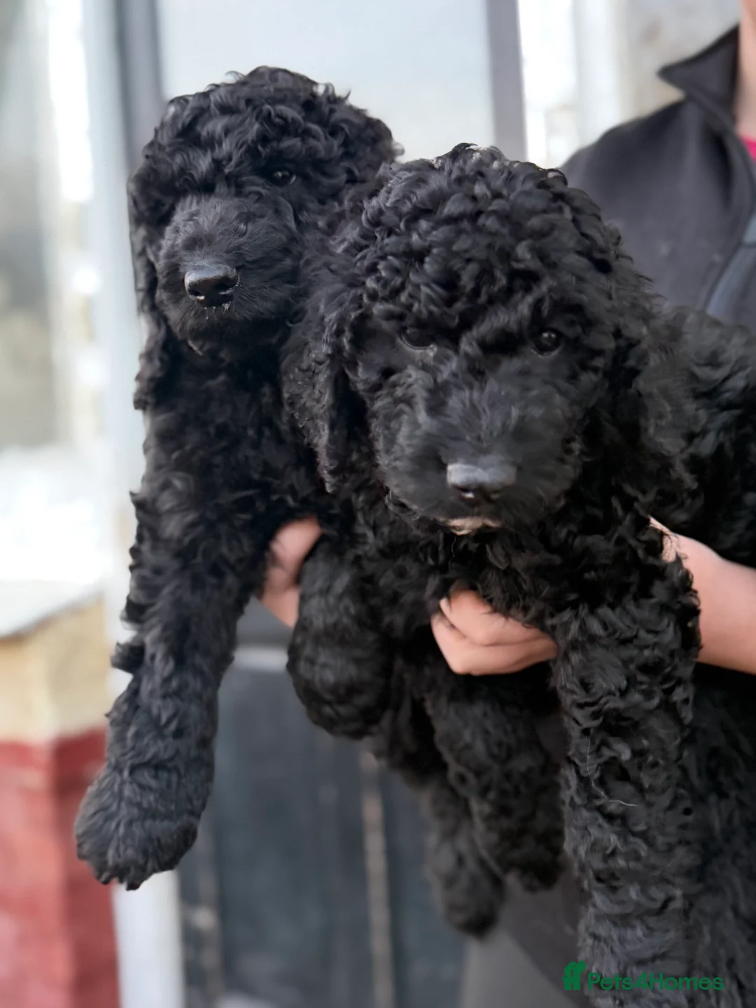 Goldendoodle dogs for sale: Female Goldendoodle Ready Now - Advert 17