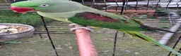 Ringnecks birds for sale: Ringneck Parrot For Sale - Advert 2
