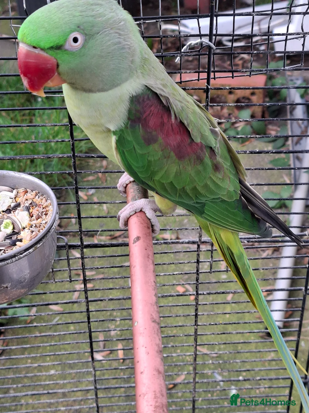 Ringnecks birds for sale: Ringneck Parrot For Sale - Advert 2