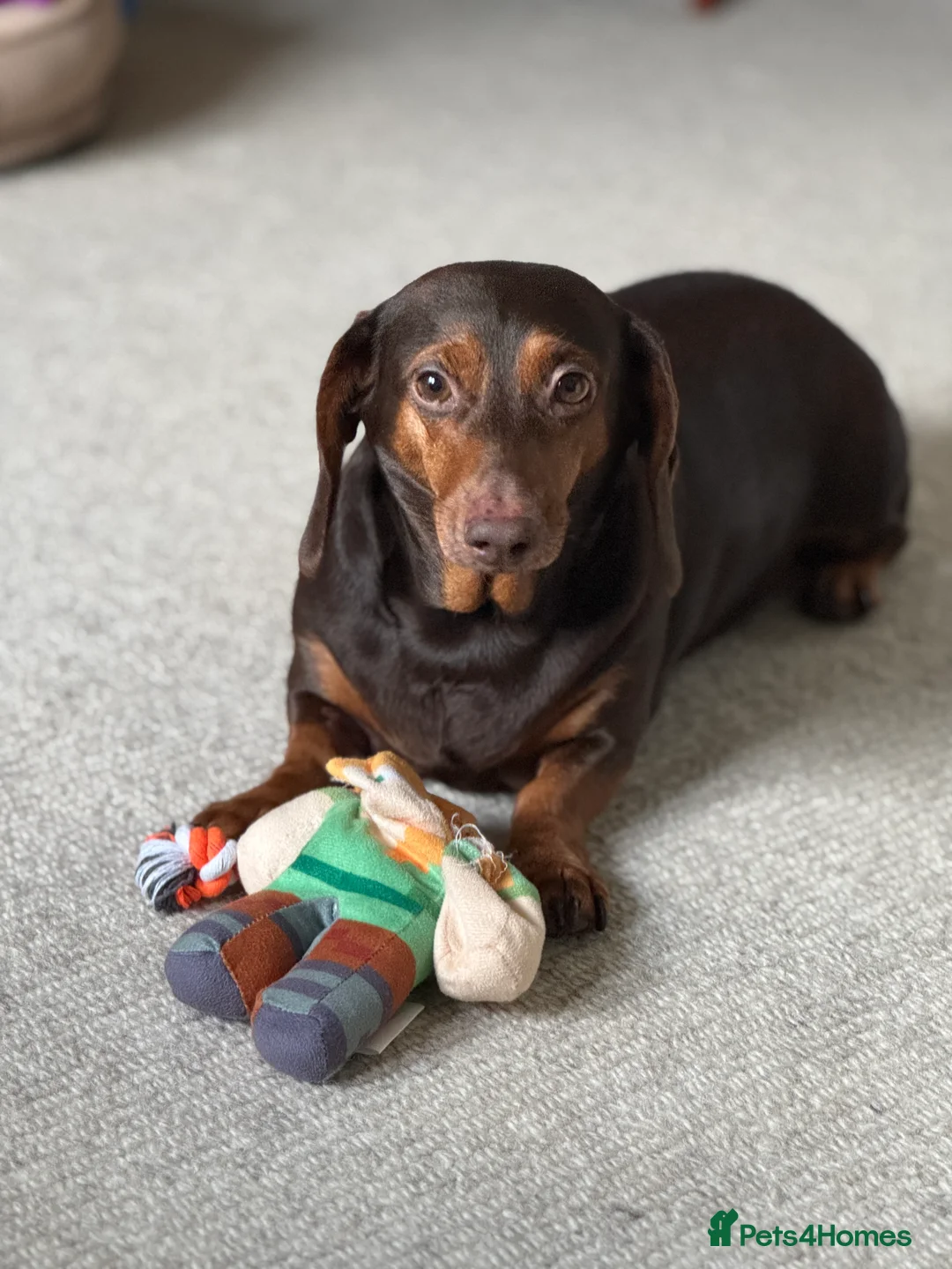 Dachshund dogs for sale: Miniature smooth haired dachshund - Advert 5