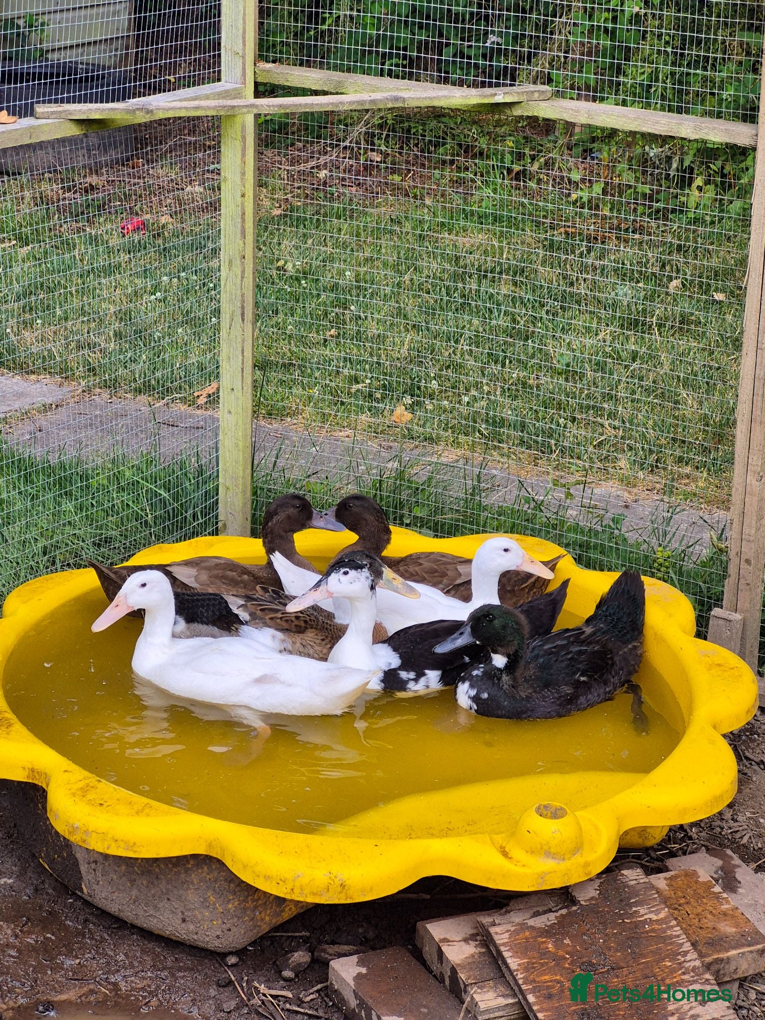 Ducks poultry Young Indian Runners x4 and Khaki Campbells x3 - Advert 15