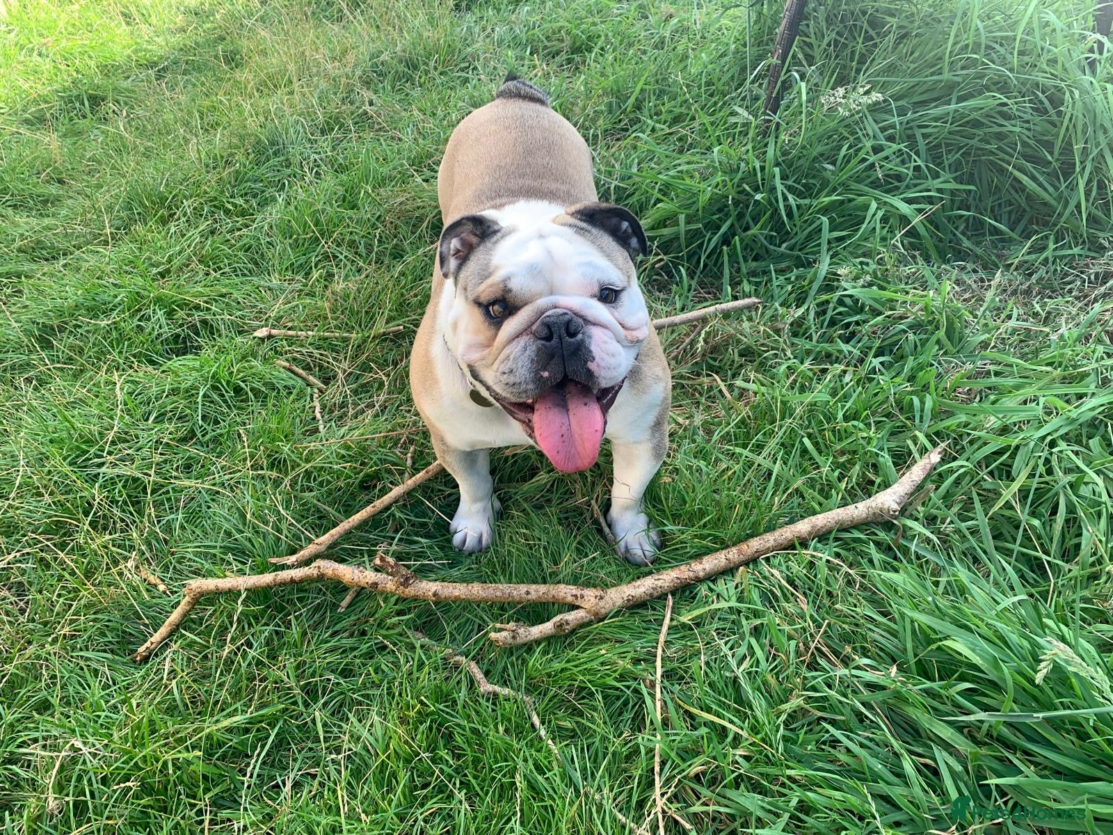 English Bulldog dogs Rehoming Rocco  - Advert 1