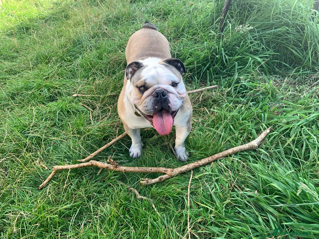 English Bulldog dogs for sale: Rehoming Rocco  - Advert 1