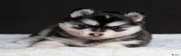 Pomsky dogs for sale: 5 girls and 3 boys are searching for 5 star homes - Advert 5