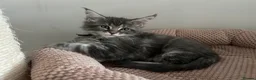 Maine Coon cats for sale: TICA Registered Maine Coon Kittens Available  in Sutton - Advert 21