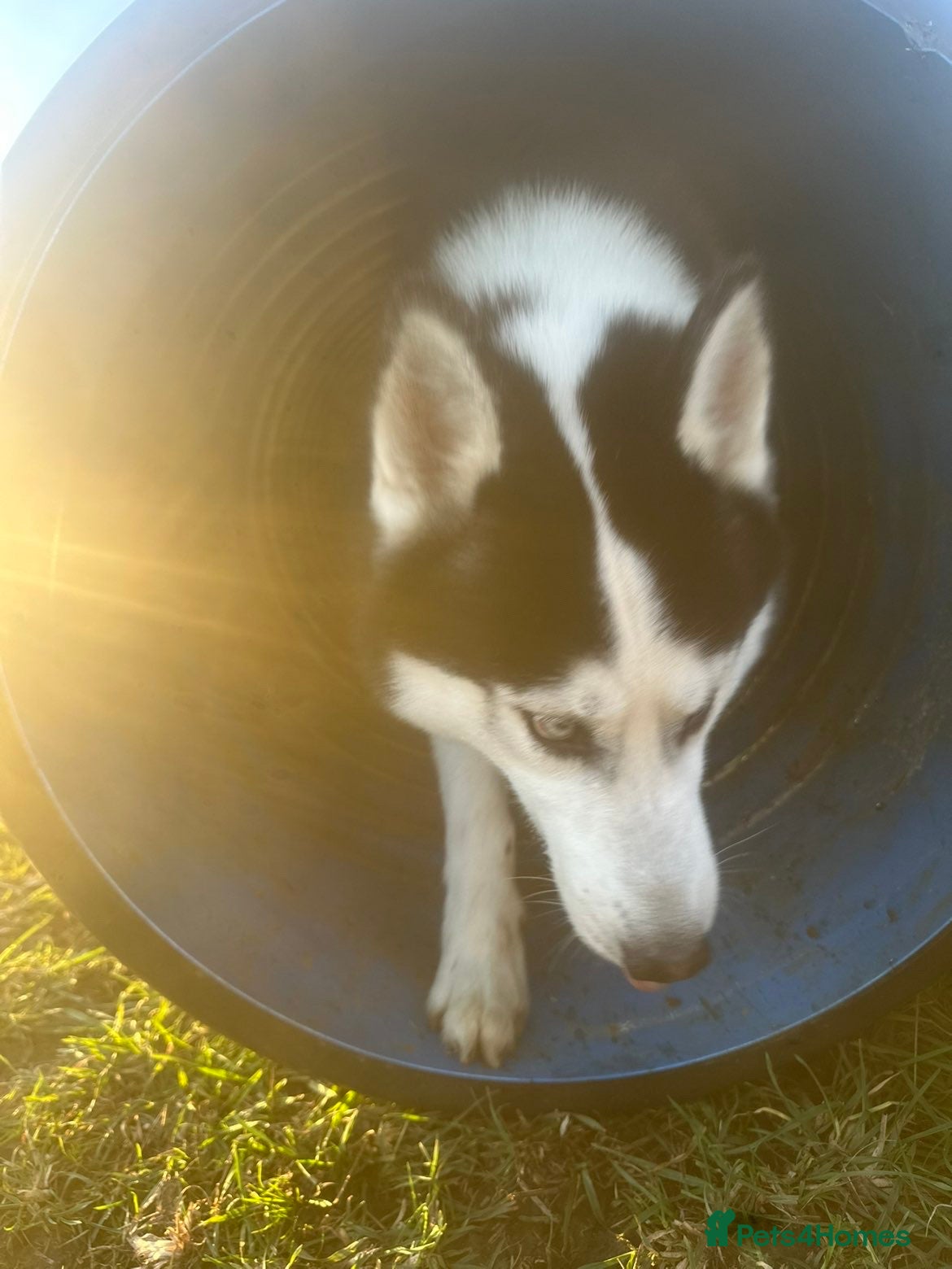 Siberian Husky dogs Siberian Husky - Male - Advert 1