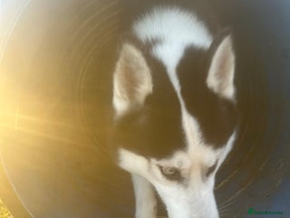 Siberian Husky dogs Siberian Husky - Male - Advert 1