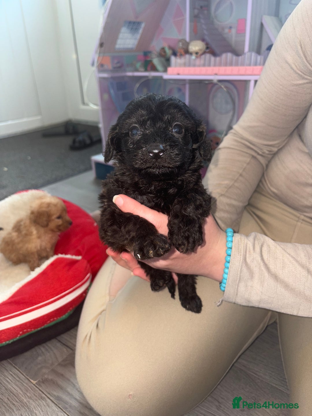 Cockapoo dogs for sale: Cockapoo puppies  - Image 2