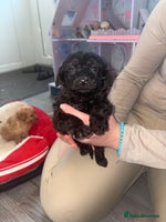 Cockapoo dogs - Advert 15