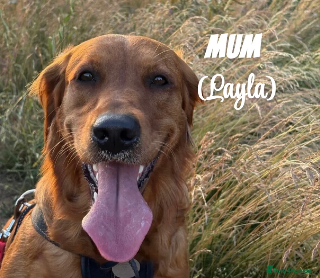 Golden Retriever dogs for sale: Dark Golden Retriever Puppies Health-Tested  - Advert 5