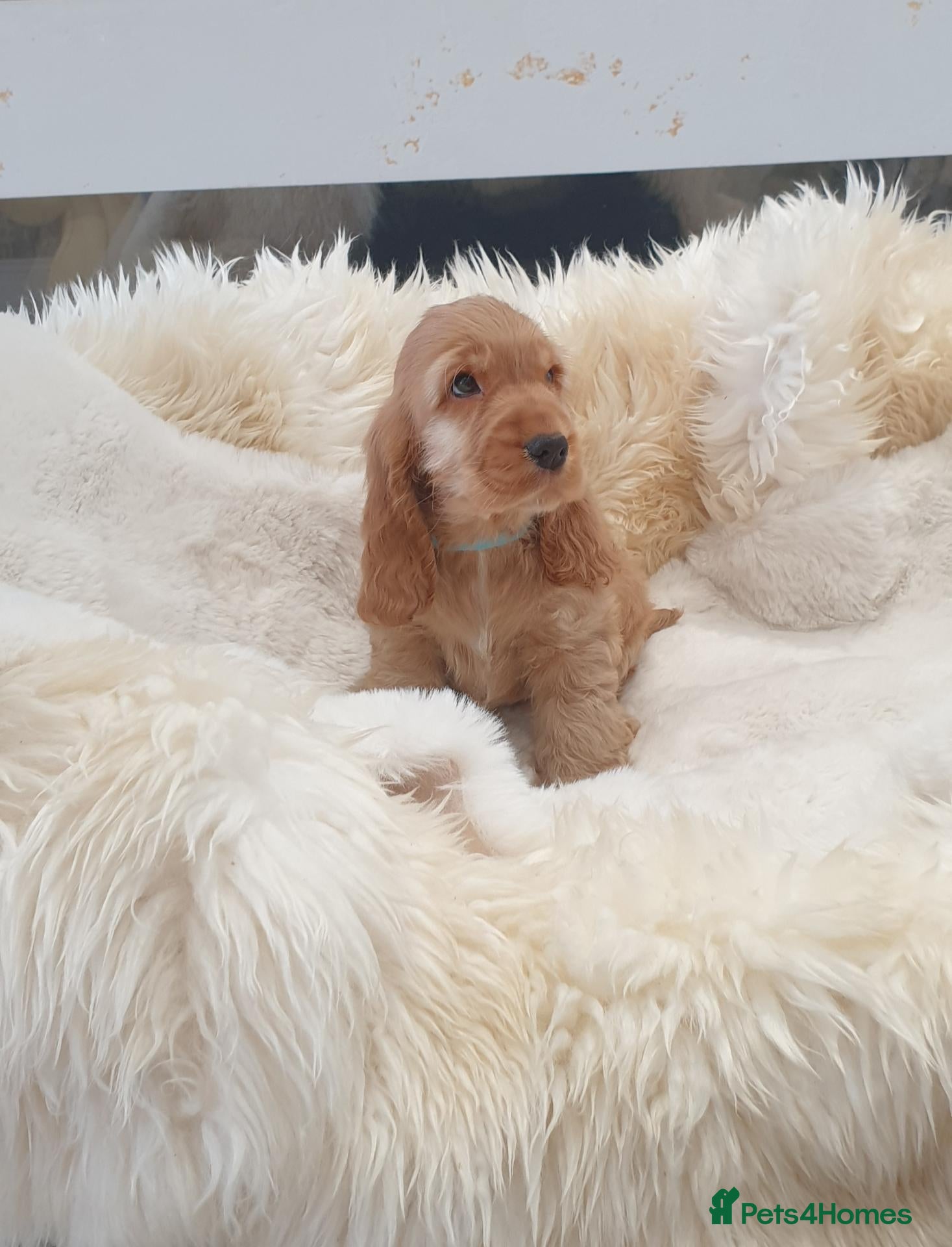 Cocker Spaniel dogs Show line K.C Cocker Spaniel Puppies  - Advert 2