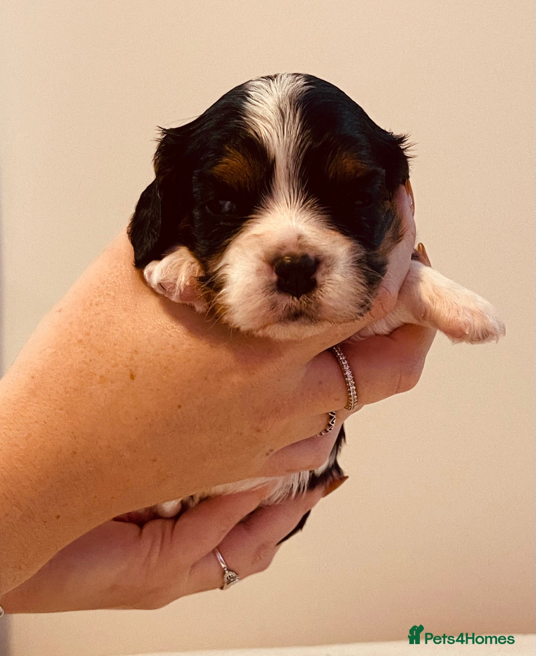 Cavalier King Charles Spaniel dogs for sale: Stunning KC Cavalier King Charles Spaniel Puppies. - Image 32