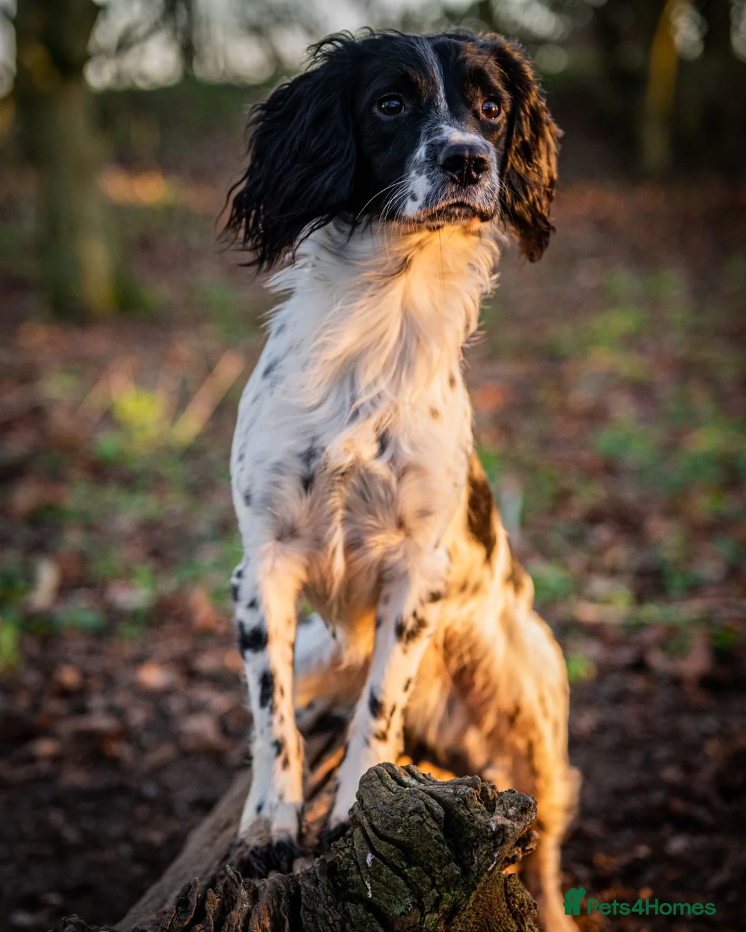 English Springer Spaniel dogs for stud: Exciting English Springer Spaniel for Stud - Advert 2