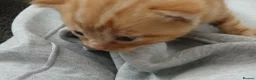 Mixed Breed cats for sale: Mixed Kittens - Advert 9