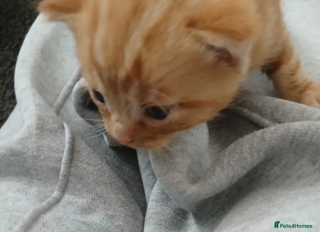 Mixed Breed cats for sale: Mixed Kittens - Advert 9