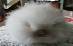 Lionhead rabbits for sale: Stunning DM Lionhead female baby rabbits  - Image 6