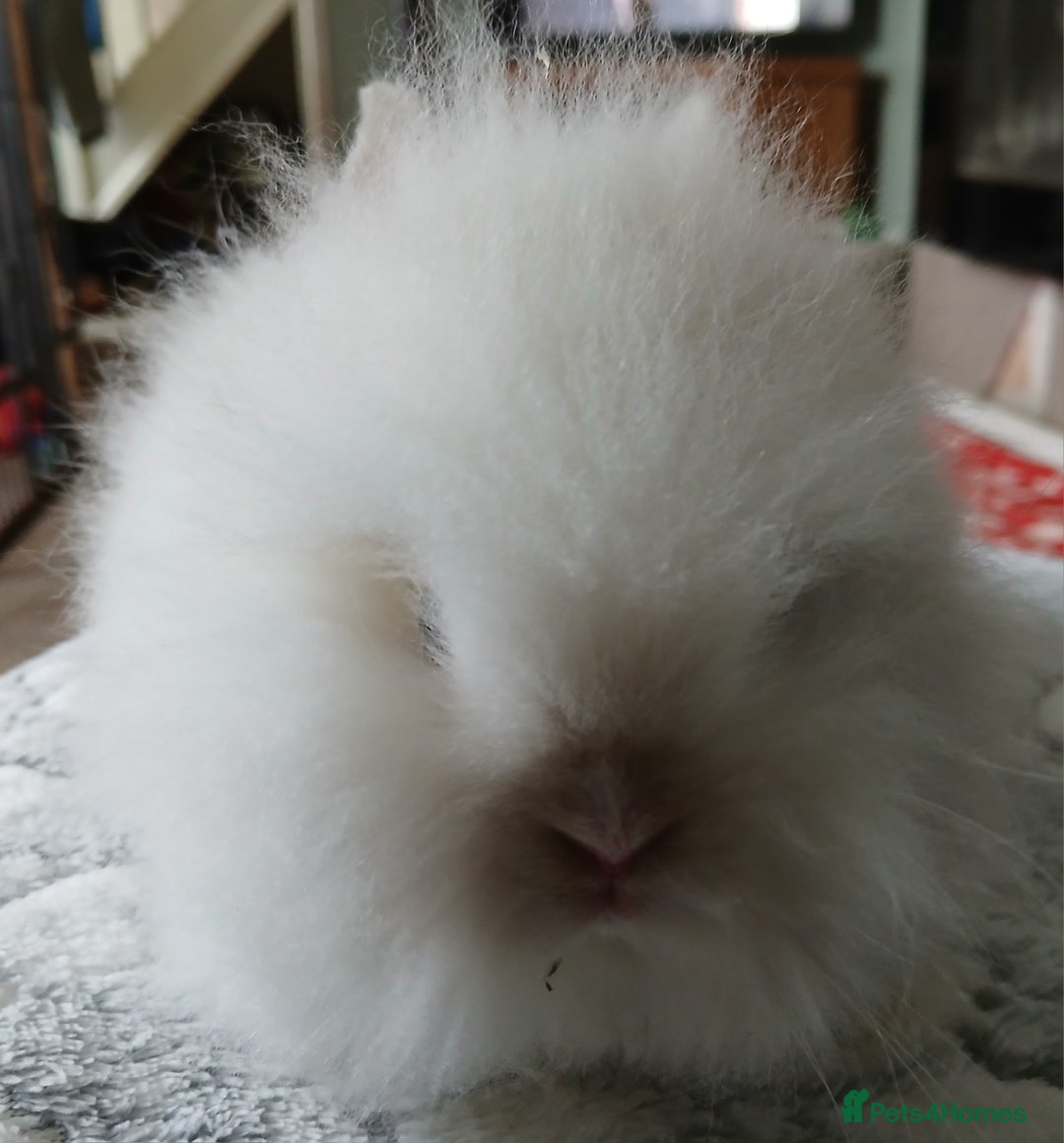 Lionhead rabbits for sale: Stunning DM Lionhead female baby rabbits  - Image 6