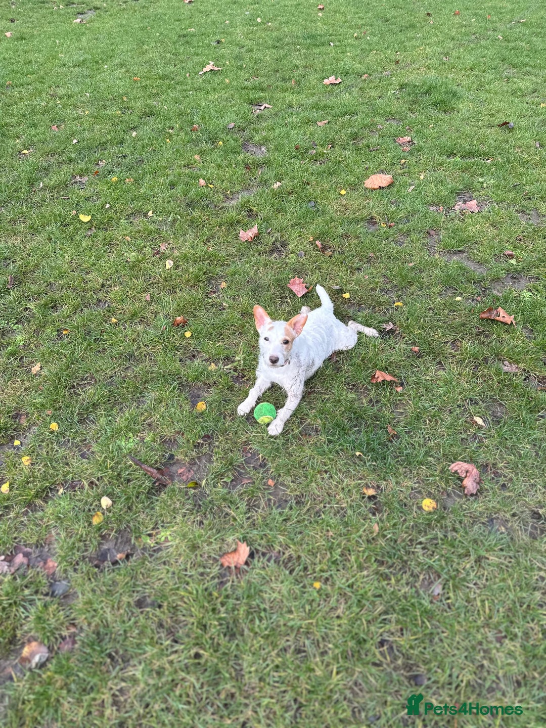 Jack Russell dogs for sale: Jack Russell  - Advert 2