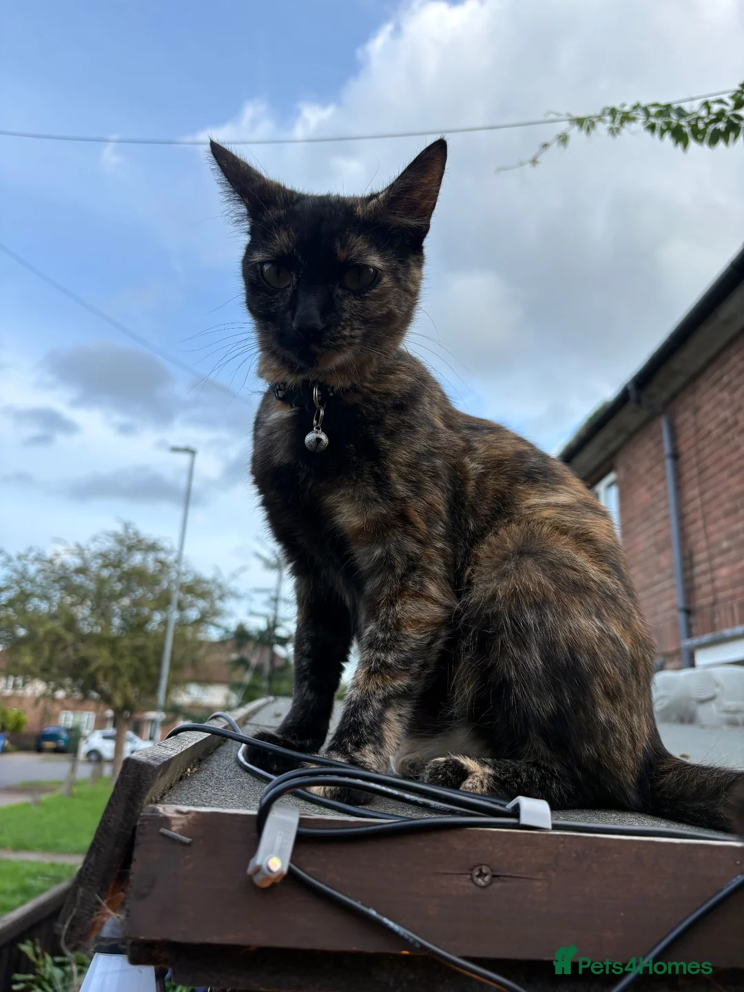 Domestic Shorthair cats for sale: 3 10week old Domestic Short hair kittens in Kettering - Advert 1