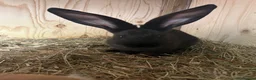 Continental Giant rabbits for sale: Continental giant babies 3girls & 1 boy left - Advert 6