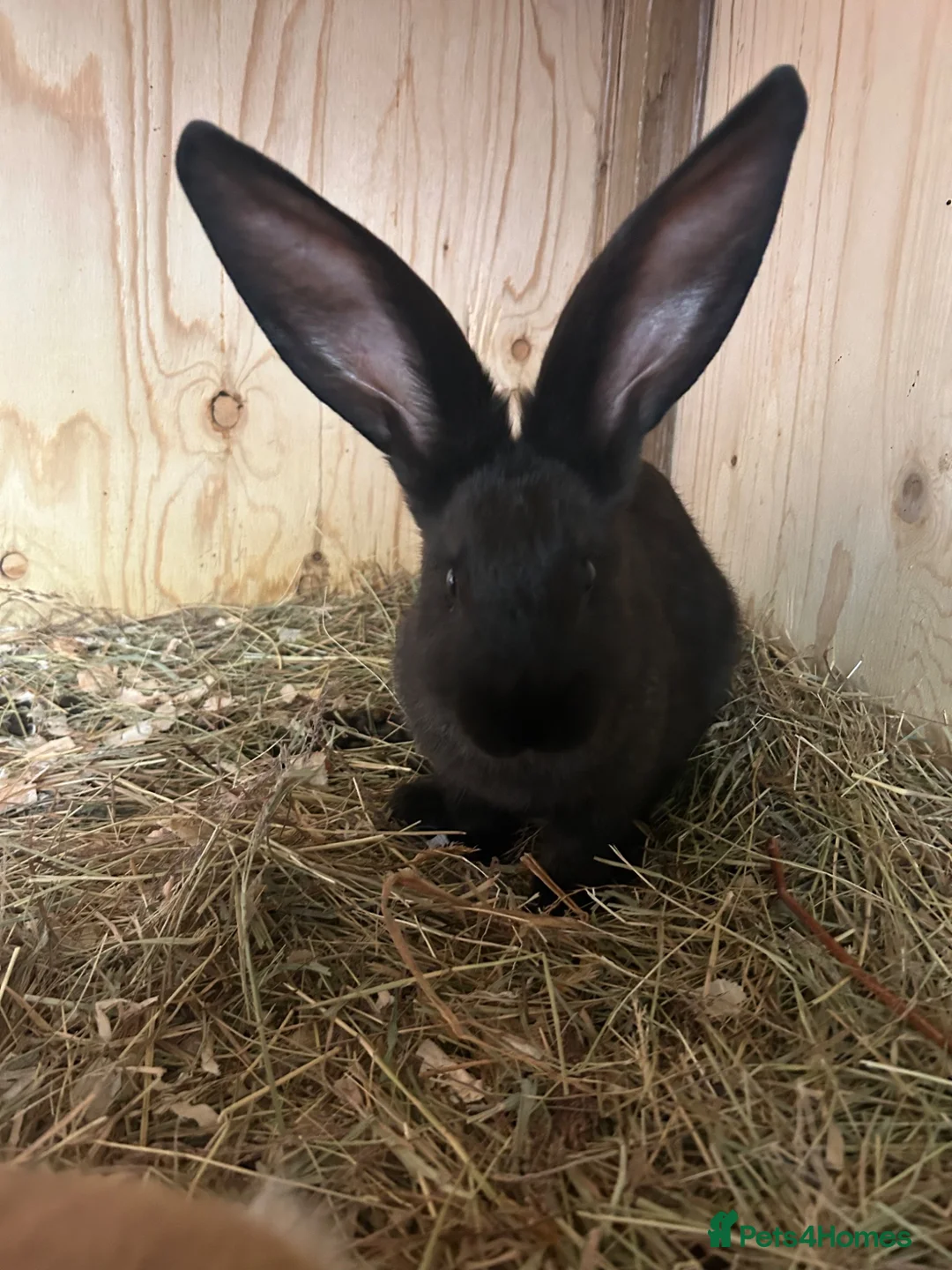 Continental Giant rabbits for sale: Continental giant babies 3girls & 1 boy left - Advert 6