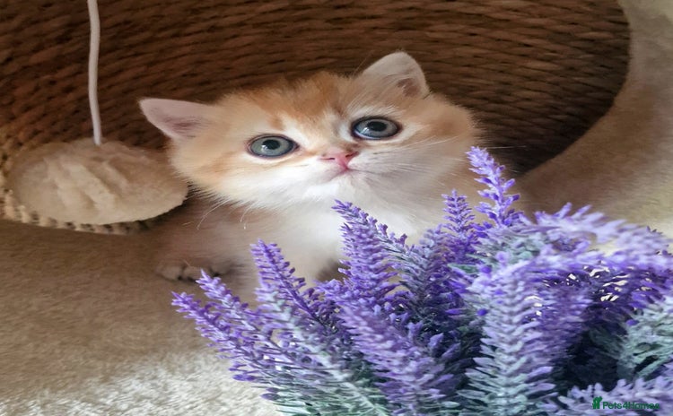 British Shorthair cats - Advert 11