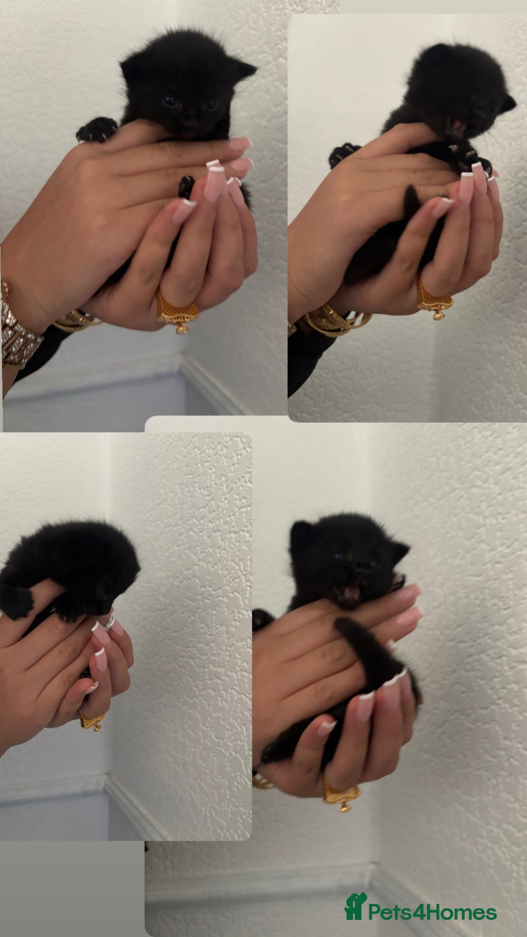 Mixed Breed cats Raggamuffin/Tabby Kittens - Advert 2